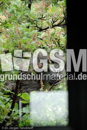 Tschakma Pavian (39 von 48).jpg